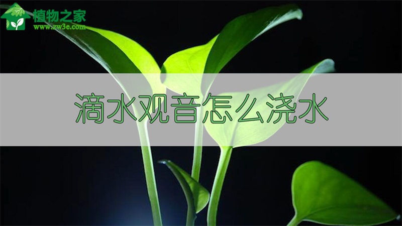 滴水觀音怎么澆水 滴水觀音怎么澆水