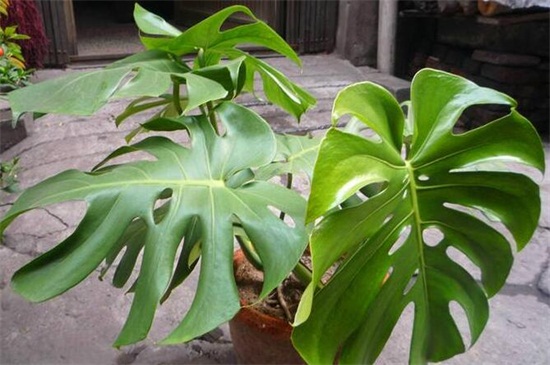 龜背竹葉子發(fā)黃怎么辦 龜背竹葉子發(fā)黃怎么辦