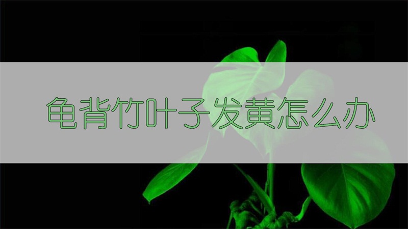 龜背竹葉子發(fā)黃怎么辦 龜背竹葉子發(fā)黃怎么辦