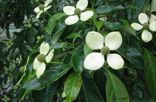 四照花栽培：四照花春秋兩季均可栽植，春季在芽萌動(dòng)前進(jìn)行，秋季可在落葉后栽植