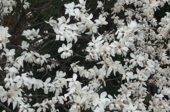 四照花栽培：四照花春秋兩季均可栽植，春季在芽萌動(dòng)前進(jìn)行，秋季可在落葉后栽植