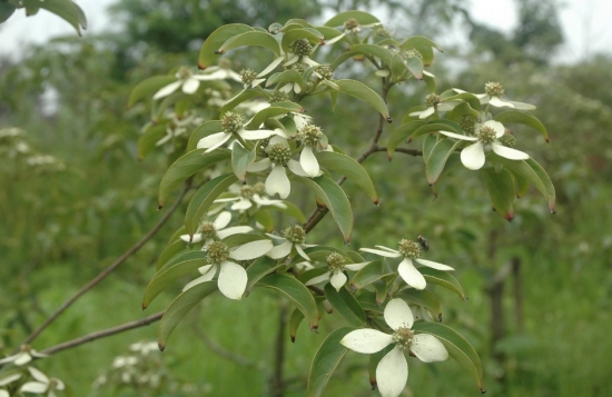 四照花栽培：四照花春秋兩季均可栽植，春季在芽萌動(dòng)前進(jìn)行，秋季可在落葉后栽植
