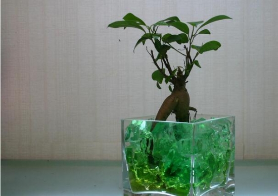 人參榕的養(yǎng)殖方法：喜濕耐陰，盡量在陽光充足的環(huán)境下養(yǎng)護，但不耐曬