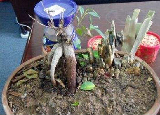 人參榕掉葉子怎么辦，4種解決方法讓人參榕枝繁葉茂