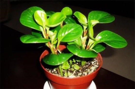小家碧玉爛根怎么辦，5個(gè)步驟簡單解決豆瓣綠爛根現(xiàn)象