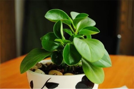 小家碧玉爛根怎么辦，5個(gè)步驟簡單解決豆瓣綠爛根現(xiàn)象