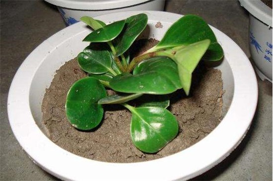 小家碧玉爛根怎么辦，5個(gè)步驟簡單解決豆瓣綠爛根現(xiàn)象