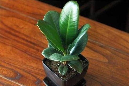 橡皮樹的修剪方法圖解，摘心控高整形抹芽