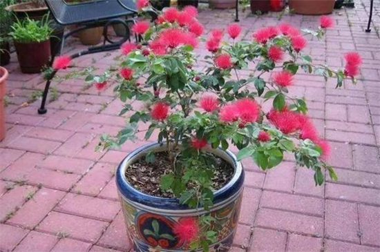 合歡花怎么施肥，5個(gè)要點(diǎn)使合歡開滿花