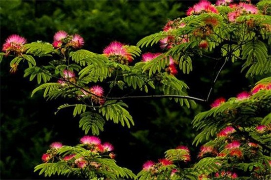 合歡花怎么施肥，5個(gè)要點(diǎn)使合歡開滿花