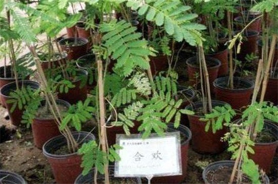 合歡花怎么施肥，5個(gè)要點(diǎn)使合歡開滿花