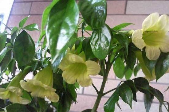 室內(nèi)幸福樹澆水的正確方法 室內(nèi)幸福樹澆水的正確方法