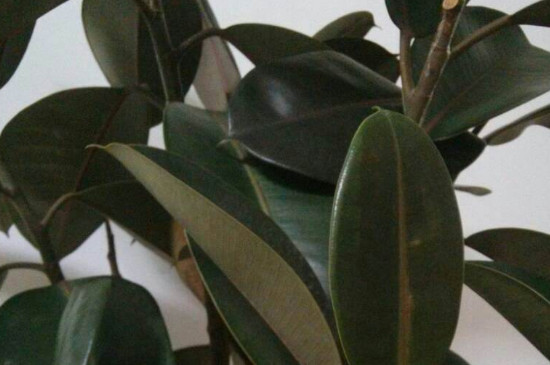 橡皮樹有毒嗎能家中養(yǎng)嗎 橡皮樹有毒嗎能家中養(yǎng)嗎