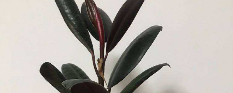 橡皮樹有毒嗎能家中養(yǎng)嗎 橡皮樹有毒嗎能家中養(yǎng)嗎
