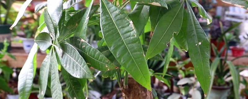 發(fā)財樹怎么栽培才能活 發(fā)財樹怎么栽培才能活
