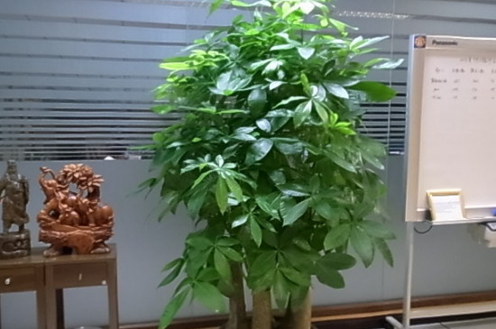 發(fā)財樹怎么栽培才能活 發(fā)財樹怎么栽培才能活