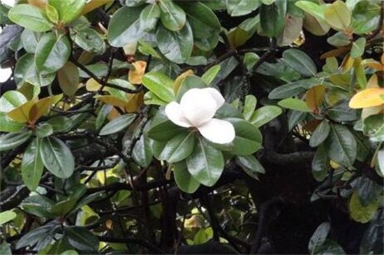 橡皮樹幾年開花，每年春季都可開花