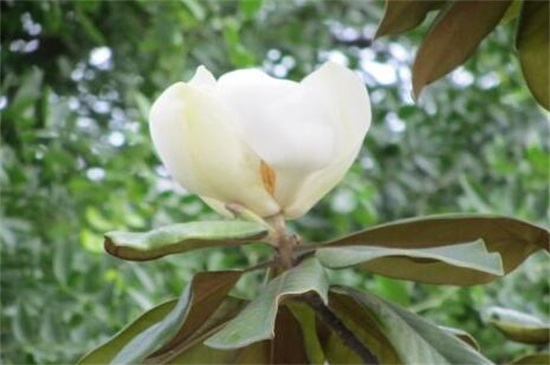 橡皮樹幾年開花，每年春季都可開花