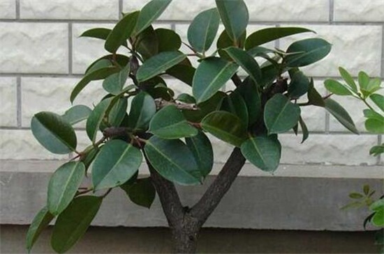 橡皮樹幾年開花，每年春季都可開花