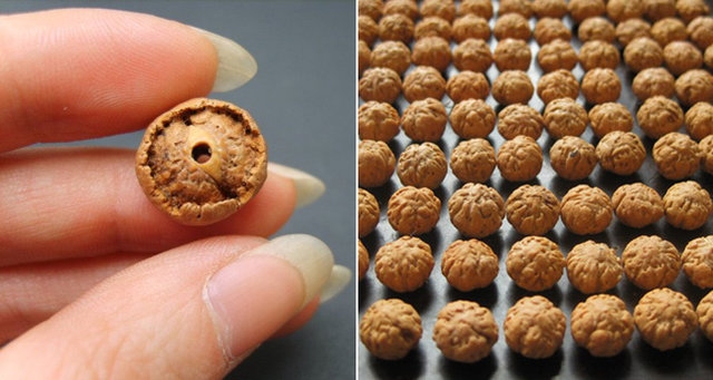 菩提樹種子:三十多個(gè)品種附圖 菩提樹種子:三十多個(gè)品種附圖