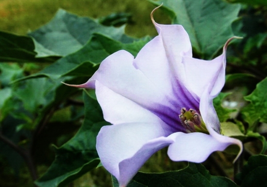 曼陀羅花圖片附介紹:相冊(cè)的圖片免費(fèi)下載 曼陀羅花圖片附介紹:相冊(cè)的圖片免費(fèi)下載