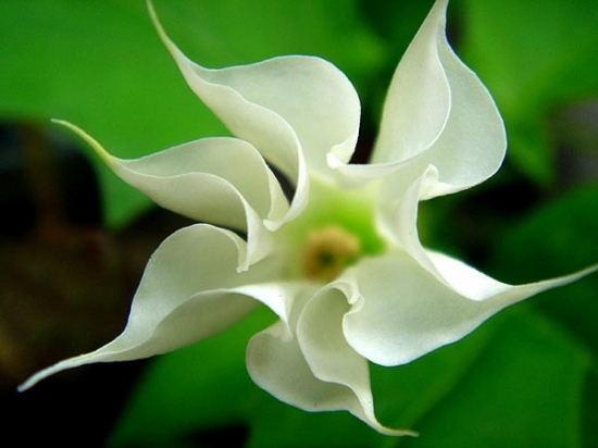 曼陀羅花圖片附介紹:相冊(cè)的圖片免費(fèi)下載 曼陀羅花圖片附介紹:相冊(cè)的圖片免費(fèi)下載