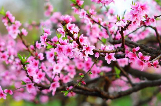 桃花屬于什么花 桃花屬于什么花