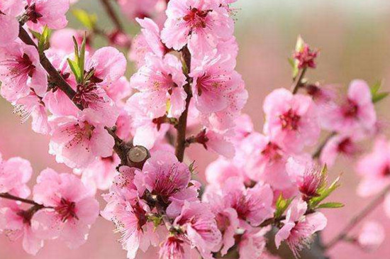 桃花屬于什么花 桃花屬于什么花