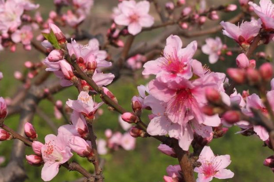 桃花屬于什么花 桃花屬于什么花