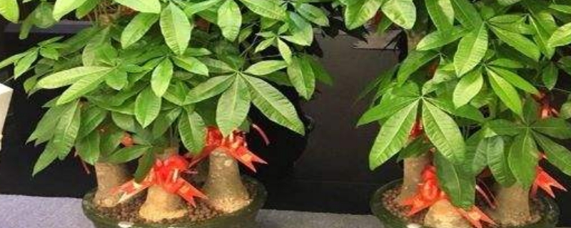 發(fā)財(cái)樹冬天能用塑料包起來(lái)嗎 發(fā)財(cái)樹冬天能用塑料包起來(lái)嗎