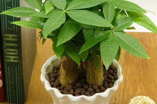 發(fā)財(cái)樹冬天能用塑料包起來(lái)嗎 發(fā)財(cái)樹冬天能用塑料包起來(lái)嗎