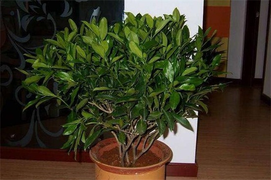 平安樹幾年能開花結(jié)果，養(yǎng)護(hù)得當(dāng)可在每年都結(jié)果