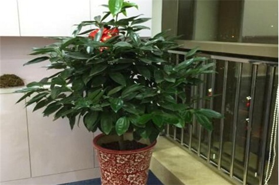 平安樹幾年能開花結(jié)果，養(yǎng)護(hù)得當(dāng)可在每年都結(jié)果