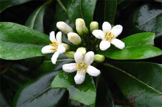 平安樹幾年能開花結(jié)果，養(yǎng)護(hù)得當(dāng)可在每年都結(jié)果