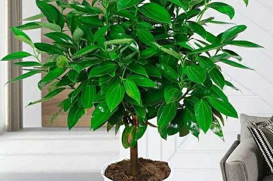 平安樹幾年能開花結(jié)果，養(yǎng)護(hù)得當(dāng)可在每年都結(jié)果