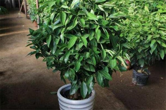 平安樹幾年能開花結(jié)果，養(yǎng)護(hù)得當(dāng)可在每年都結(jié)果