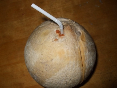椰子怎么打開:喝汁和吃肉的具體方法 椰子怎么打開:喝汁和吃肉的具體方法