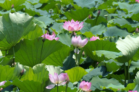 荷花怎么種植方法 家養(yǎng) 荷花怎么種植方法 家養(yǎng)
