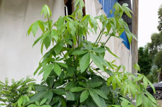 發(fā)財樹嫩芽枯萎的原因 發(fā)財樹嫩芽枯萎的原因