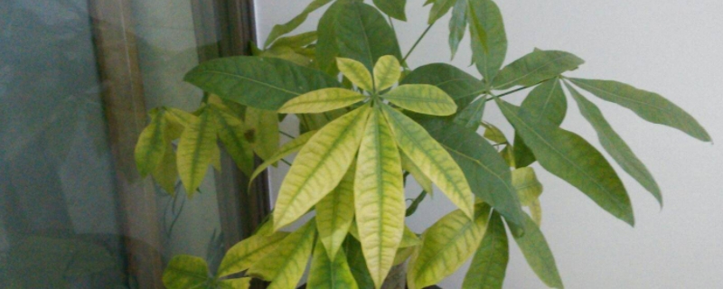 發(fā)財樹嫩芽枯萎的原因 發(fā)財樹嫩芽枯萎的原因