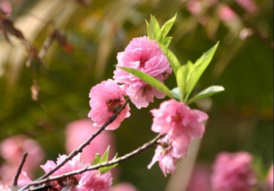 桃花圖片附介紹:相冊(cè)的圖片免費(fèi)下載 桃花圖片附介紹:相冊(cè)的圖片免費(fèi)下載
