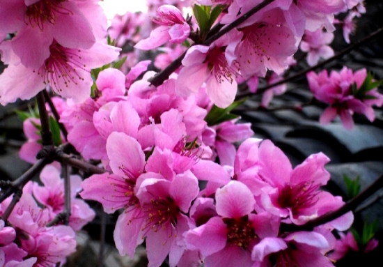 桃花圖片附介紹:相冊(cè)的圖片免費(fèi)下載 桃花圖片附介紹:相冊(cè)的圖片免費(fèi)下載