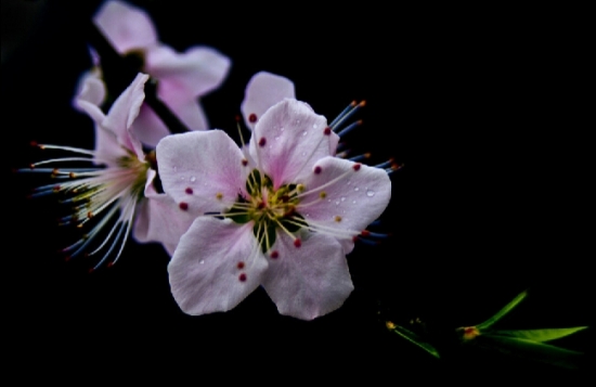 桃花圖片附介紹:相冊(cè)的圖片免費(fèi)下載 桃花圖片附介紹:相冊(cè)的圖片免費(fèi)下載
