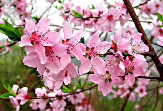 桃花圖片附介紹:相冊(cè)的圖片免費(fèi)下載 桃花圖片附介紹:相冊(cè)的圖片免費(fèi)下載