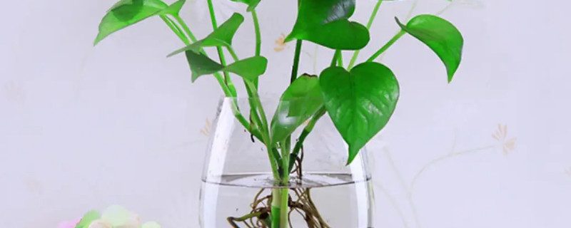 綠蘿可以放魚(yú)缸里和魚(yú)一起養(yǎng)嗎 綠蘿可以放魚(yú)缸里和魚(yú)一起養(yǎng)嗎