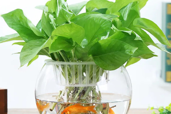 綠蘿可以放魚(yú)缸里和魚(yú)一起養(yǎng)嗎 綠蘿可以放魚(yú)缸里和魚(yú)一起養(yǎng)嗎