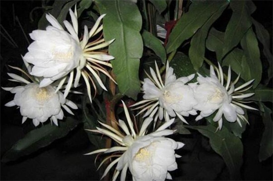 盆栽曇花的養(yǎng)殖方法和注意事項(xiàng) 盆栽曇花的養(yǎng)殖方法和注意事項(xiàng)