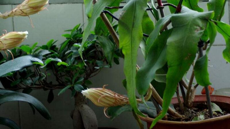盆栽曇花的養(yǎng)殖方法和注意事項(xiàng) 盆栽曇花的養(yǎng)殖方法和注意事項(xiàng)