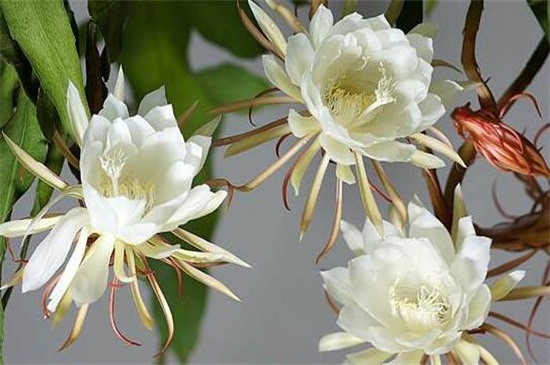 盆栽曇花的養(yǎng)殖方法和注意事項(xiàng) 盆栽曇花的養(yǎng)殖方法和注意事項(xiàng)