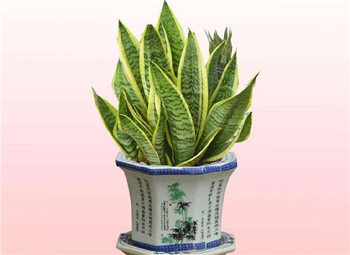 虎皮蘭的養(yǎng)殖方法和注意事項 虎皮蘭的養(yǎng)殖方法和注意事項